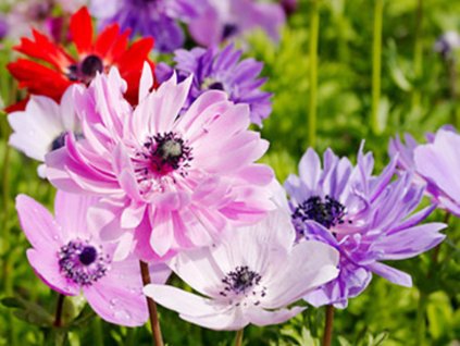 Sasanka 'St. Brigid' MIX