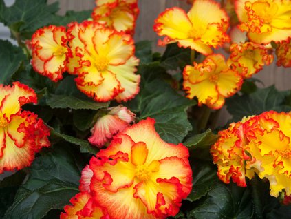 Begónia 'Bicolor Crispa Marginata' Yellow & Red