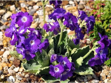 Prvosienka 'Kusum Krishna' - Primula 'Kusum Krishna'