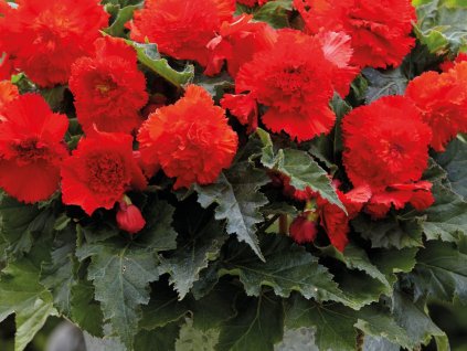 Begónia 'Fimbriata Red'
