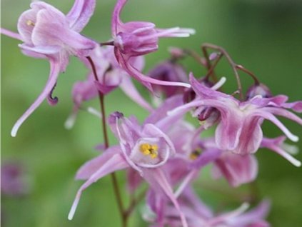 Škornice veľkokvetá 'Lilafee'