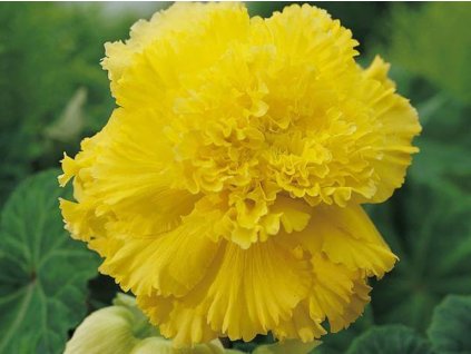Begónia 'Fimbriata Yellow'