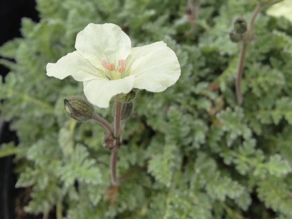 Pumpava zlatá - Erodium chrysanthum