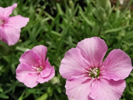 Mydlica 'Líbeznice' - Saponaria 'Líbeznice'