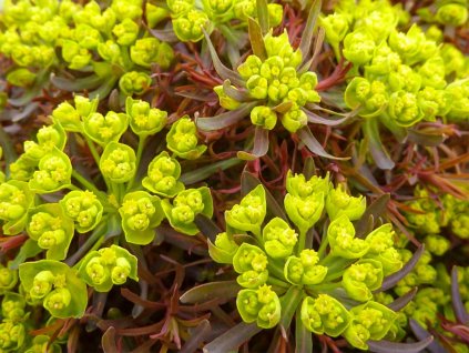Mliečnik chvojkový ‘Fens Ruby’ - Euphorbia cyparissias ‘Fens Ruby’