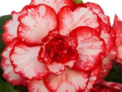 Begónia 'Bicolor Picotee' White & Red