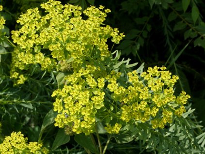 Mliečnik sivý subsp. niciciana - Euphorbia seguieriana subsp. niciciana