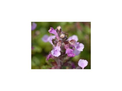 Ožanka - Teucrium lucidrys