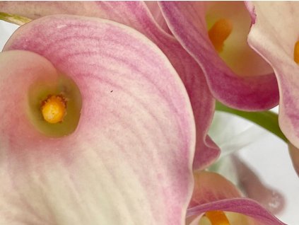 Kala 'Blushing Lady'