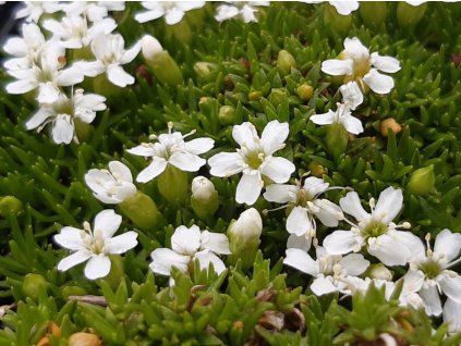 Silenka bezbyľová 'Alba' - Silene acaulis 'Alba'