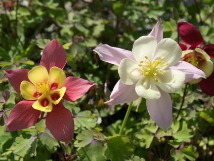 Orlíček 'McKana Hybrids' - Aquilegia 'McKana Hybrids'