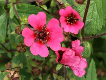 Nátržník 'Ron McBeath' - Potentilla nepalensis 'Ron McBeath'