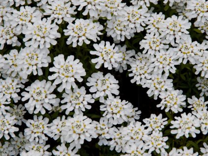 Iberka vždyzelená 'Wunderstumpfchen' - Iberis sempervirens 'Wunderstumpfchen'