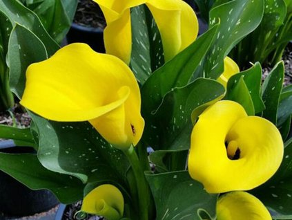 Kala 'Summer Bright'