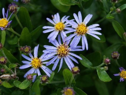 Astra var. adustus 'Nanus' - Aster ageratoides var. adustus 'Nanus'