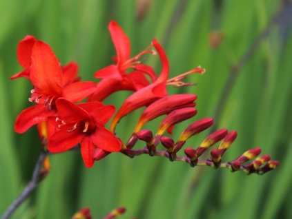 Montbrécia 'Lucifer'