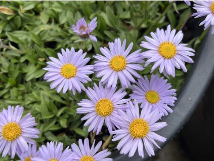 Astra Andersonova - Aster andersonii