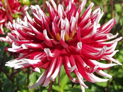 Georgína 'Friquolet'