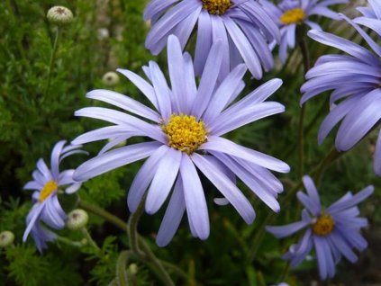 Astra natalenská - Aster natalensis