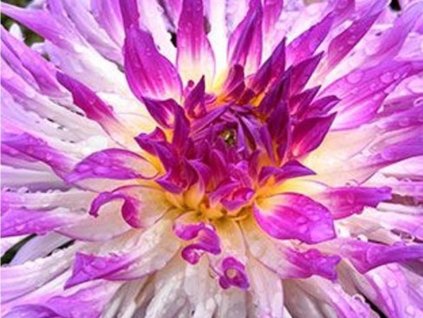 Georgína 'Bold Accent'