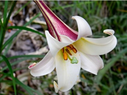 Lilie trpasličí var. pricei - Lilium formosanum var. pricei