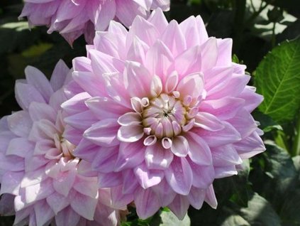 Georgína 'Ferncliff Inspiration'