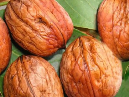 Orech kráľovský 'Ronde de Montignac'