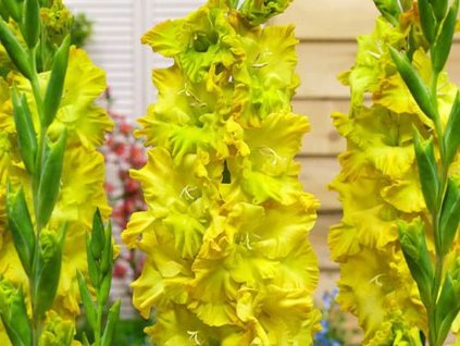 Gladiola 'Blitz Fusion'