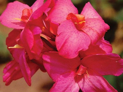 Kana 'Pink Futurity'