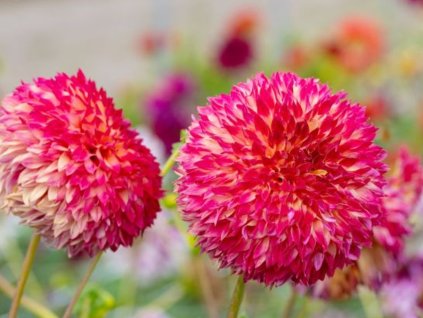 Georgína 'Aiyana II'