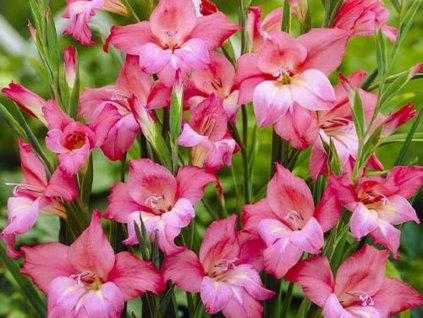 Gladiola 'Charming Beauty'