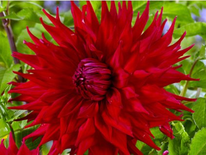 Georgína 'Holly Huston'