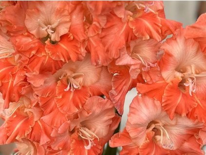 Gladiola 'Coral Crush'
