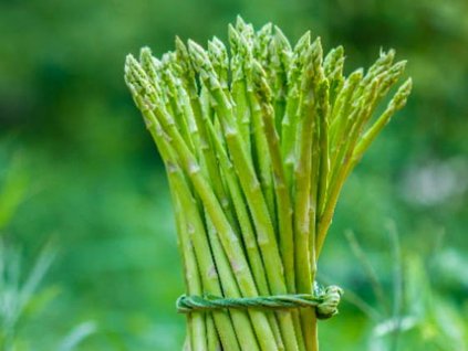 Špargľa lekárska 'Avalim'