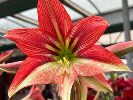 Amarylis 'Happy Valley'