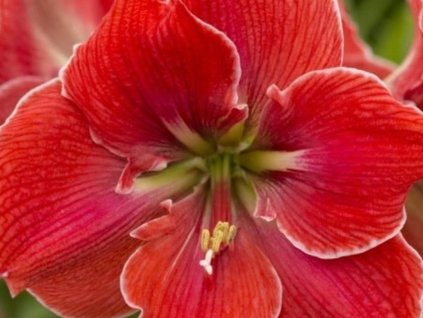 Amarylis 'Magical Touch'