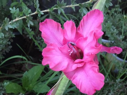 Gladiola 'Kingston Ruffle'