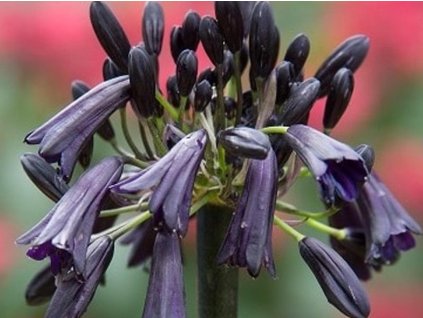 Agapant 'Black Magic'