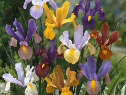 Kosatec holandský - Mix farieb