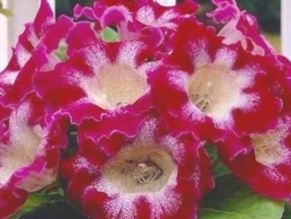 Gloxínia 'Tigrina Red'