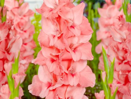 Gladiola 'New Release'