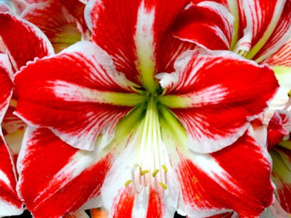 Amarylis 'Spartacus'