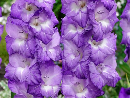 Gladiola 'Nori'