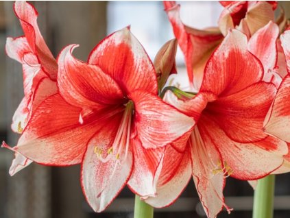 Amarylis 'Stardust '