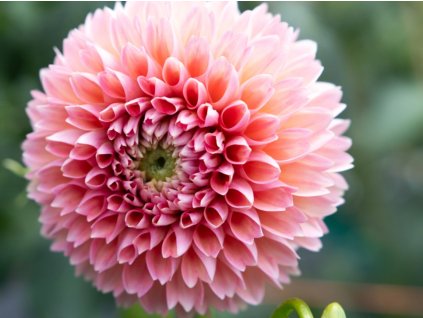 Georgína 'Linda's Baby'