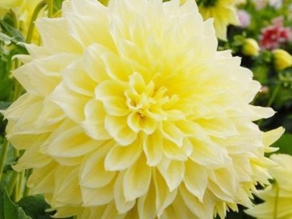 Georgína 'Kelvin Floodlight'