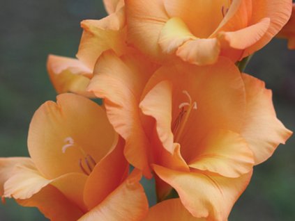 Gladiola 'Ovation'