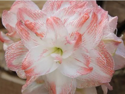 Amarylis 'United Glory'