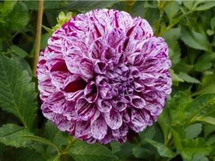 Georgína 'Marble Ball'