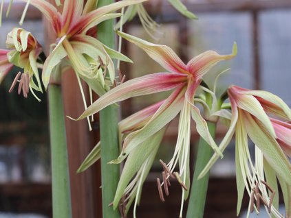 Amarylis 'Tarantula'